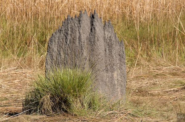 AustraliaAdelaide 10  059-1